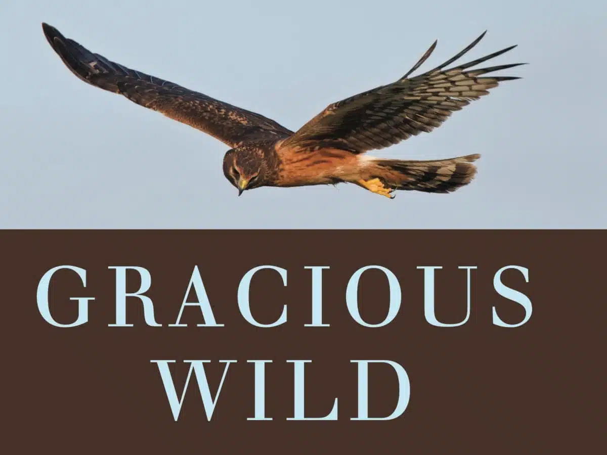 gracious wild review