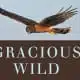 gracious wild review