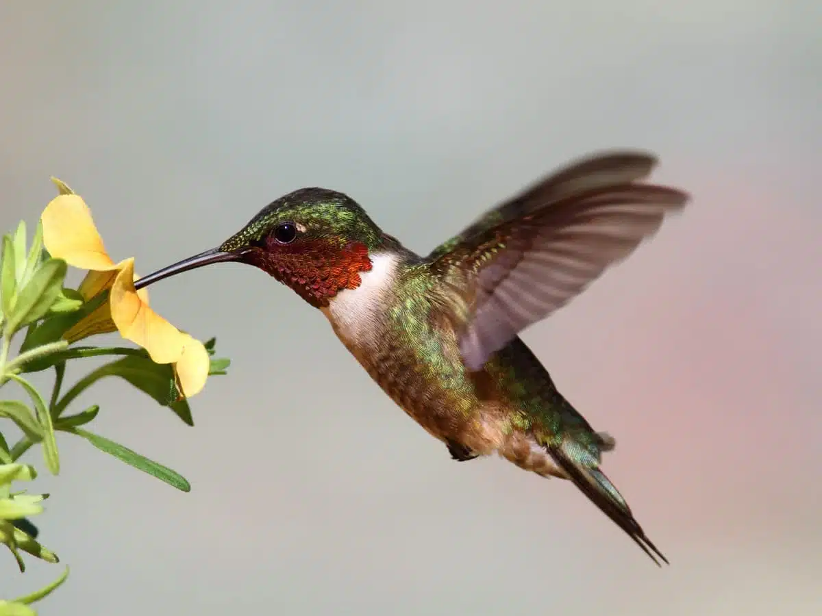 hummingbird totem spirit animal