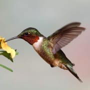 hummingbird totem spirit animal