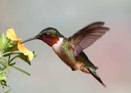 hummingbird totem spirit animal