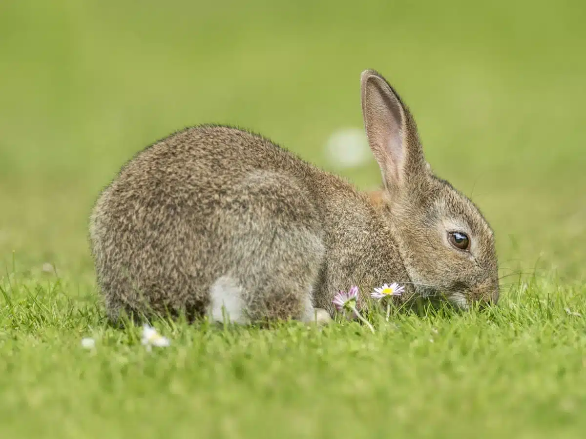 rabbit spirit animal