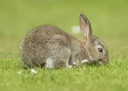 rabbit spirit animal