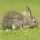 rabbit spirit animal