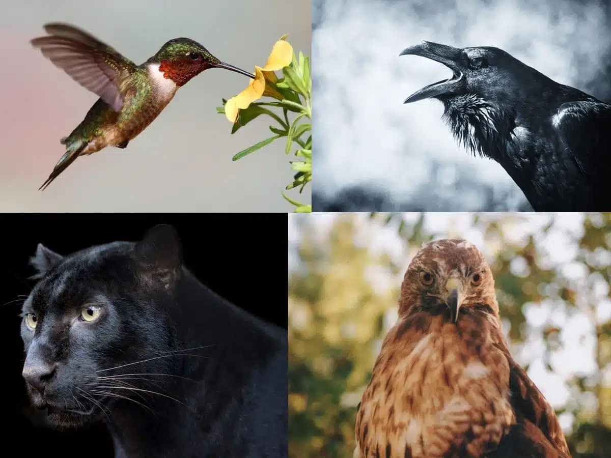 animal symbolism