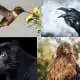animal symbolism