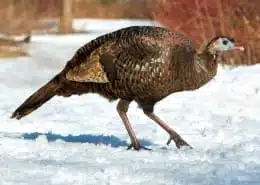 meaning of turkey spirit animal