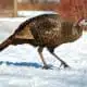 meaning of turkey spirit animal