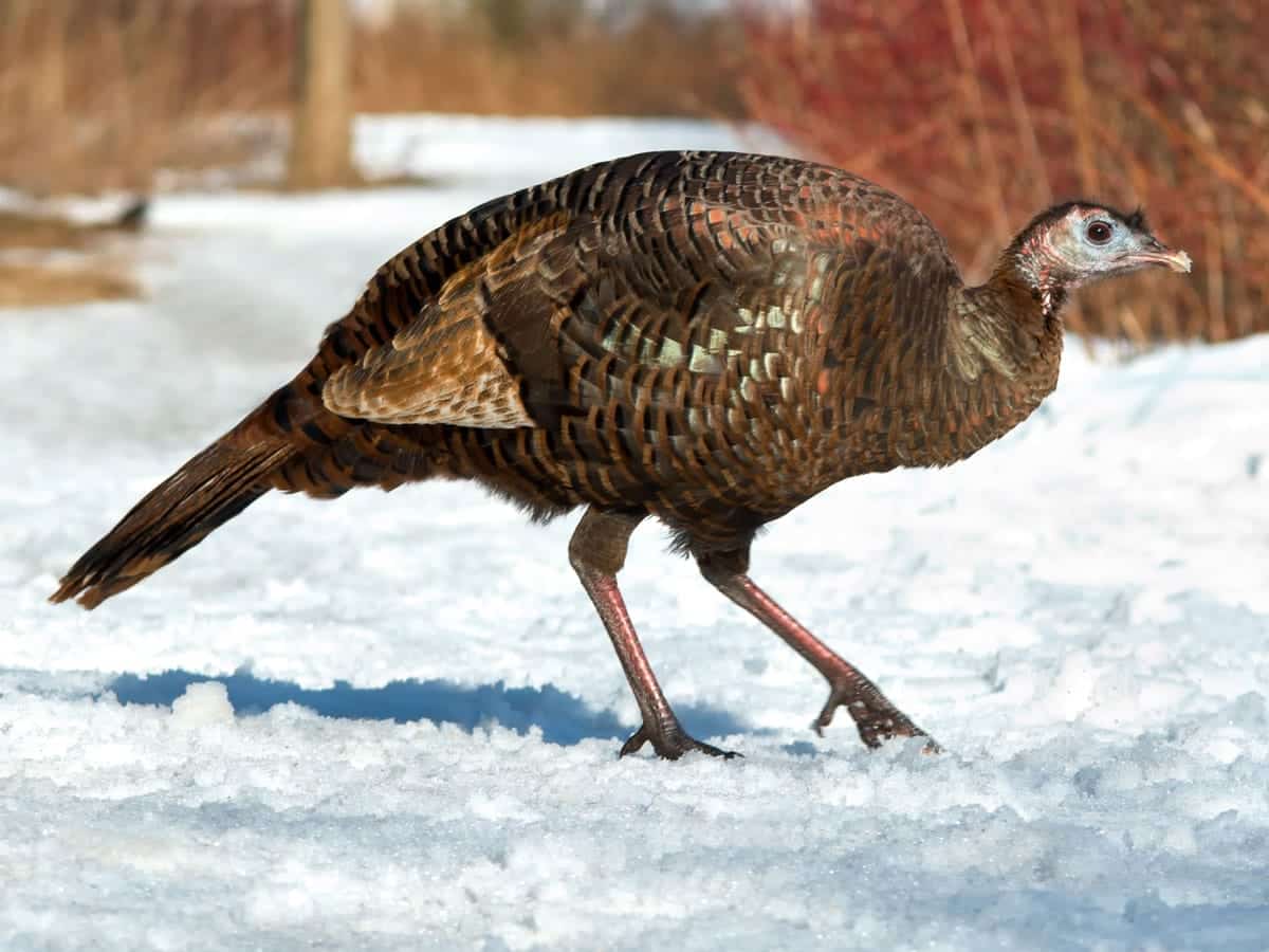 Meaning of Turkey Turkey Spirit Animal Wild Gratitude
