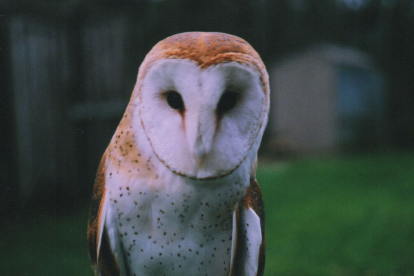 barn owl symbolism