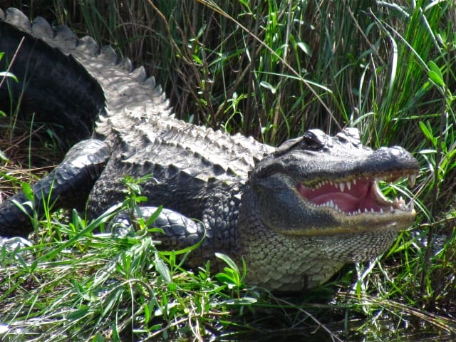 Meaning of Alligator - Wild Gratitude