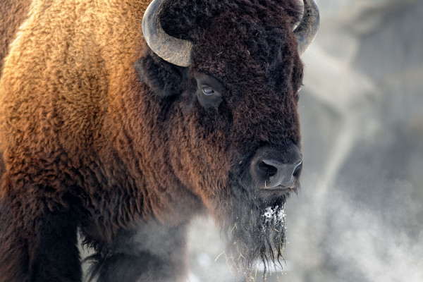 buffalo spirit animal