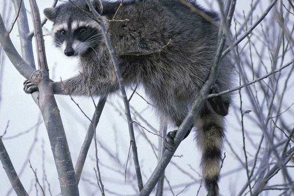 raccoon spirit animal