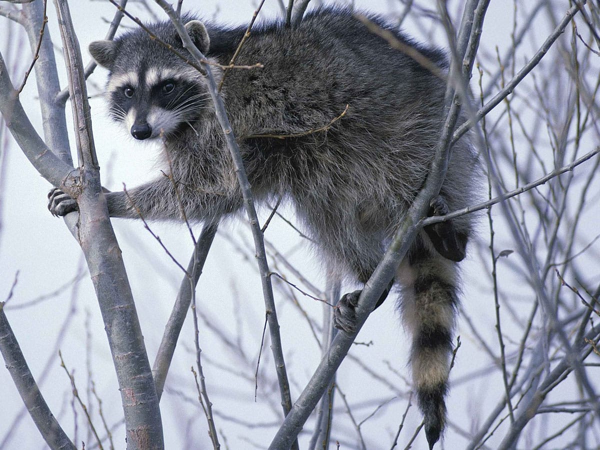 raccoon spirit animal