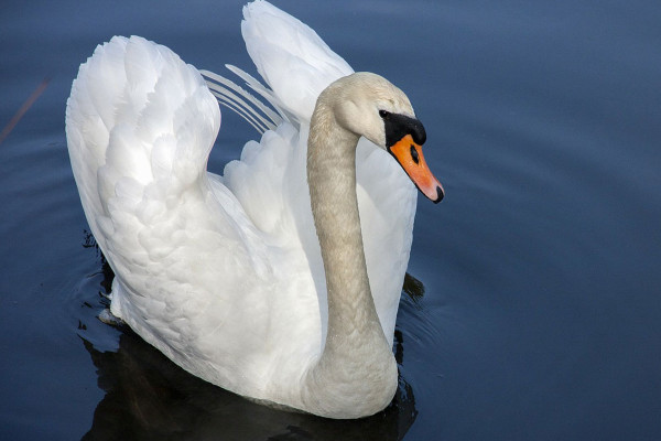swan symbolism