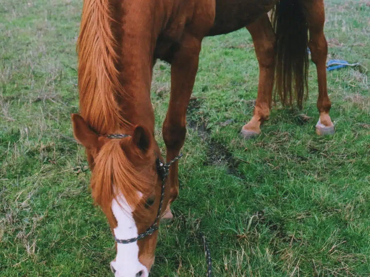 horse gracious wild