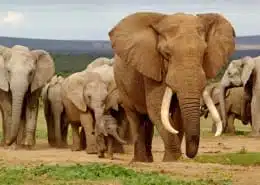 elephant symbolism