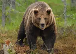 meaning of bear spirit animal