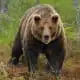 meaning of bear spirit animal