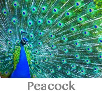 peacock spirit animal