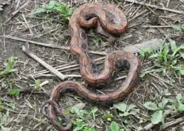 snake symbolism