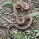 snake symbolism