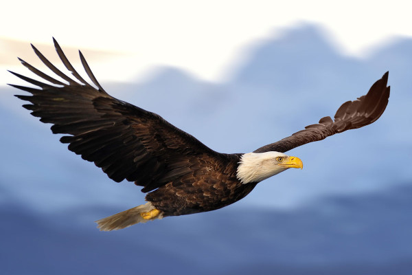 meaning of eagle spirit animal