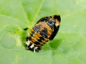 meaning of ladybug spirit animal pupa