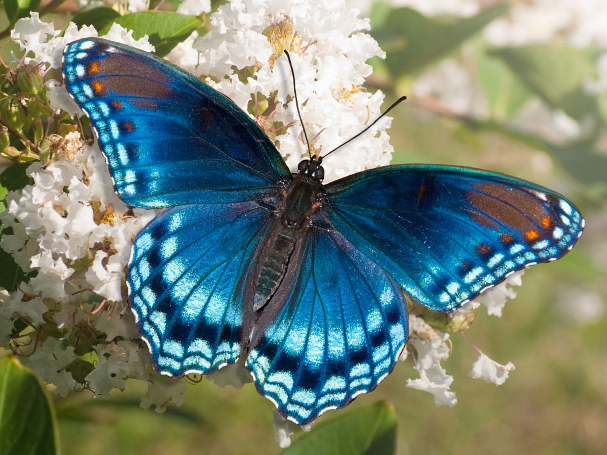 spiritual meaning of butterfly spirit animal