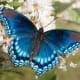 spiritual meaning of butterfly spirit animal