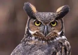great horned owl symbolism