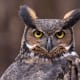 great horned owl symbolism