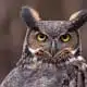 great horned owl symbolism