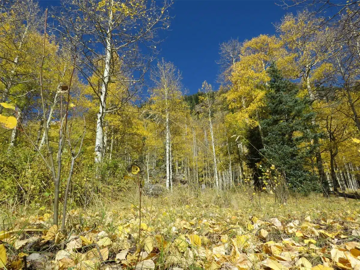 autumnal equinox celebration