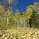 autumnal equinox celebration