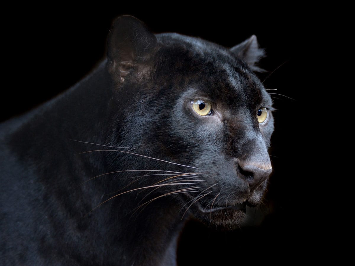 black panther symbolism black panther spirit animal