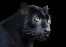 black panther symbolism black panther spirit animal