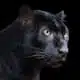 black panther symbolism black panther spirit animal