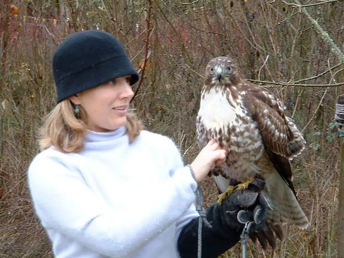 stacey couch red-tailed hawk