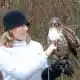 stacey couch red-tailed hawk