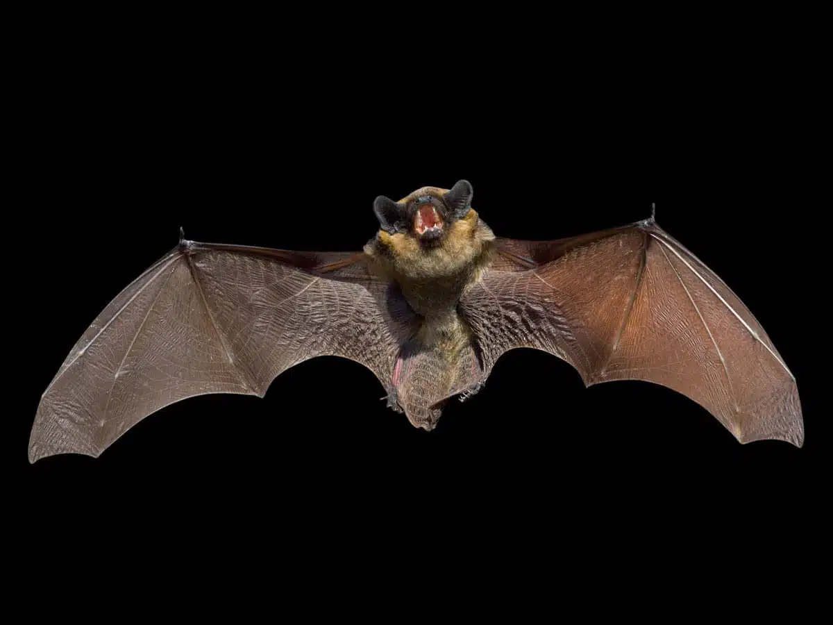 bat symbolism