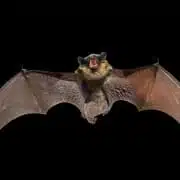 bat symbolism