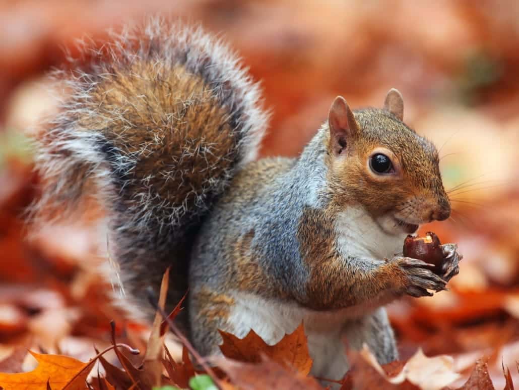 Spirit Animal Squirrel Meaning Wild Gratitude