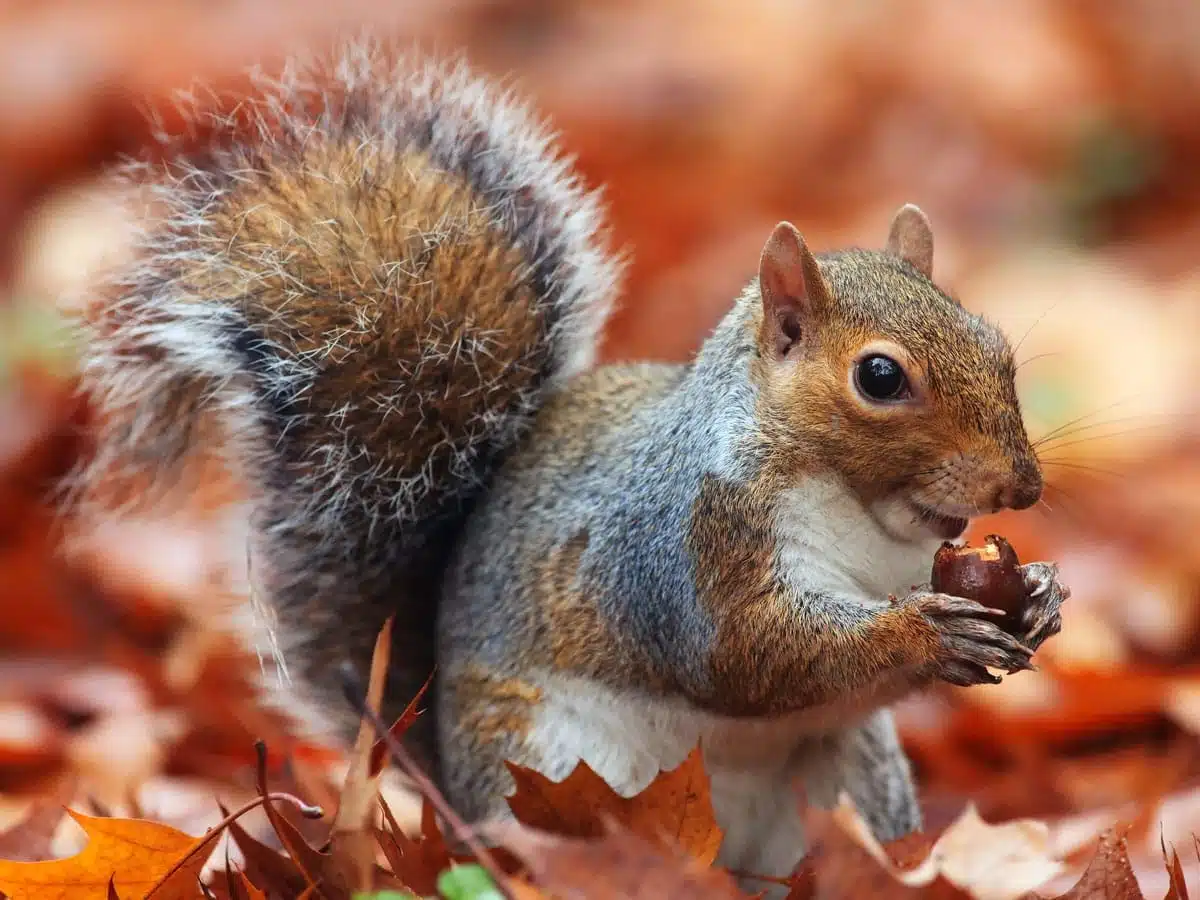 spirit animal squirrel meaning