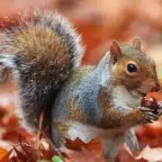 spirit animal squirrel meaning