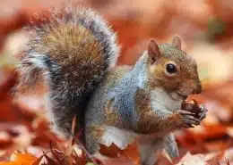spirit animal squirrel meaning