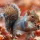 spirit animal squirrel meaning