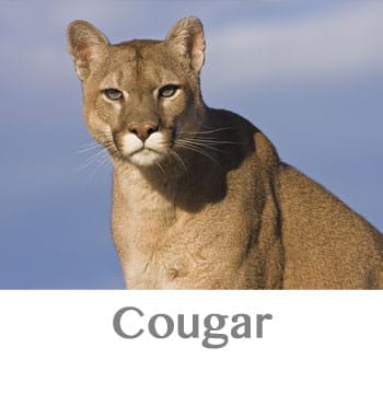cougar spirit animal