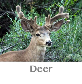 deer spirit animal