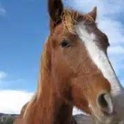 animal communication